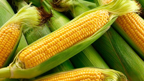 Blanching for Success: Freeze Sweet Corn to Savor All Year